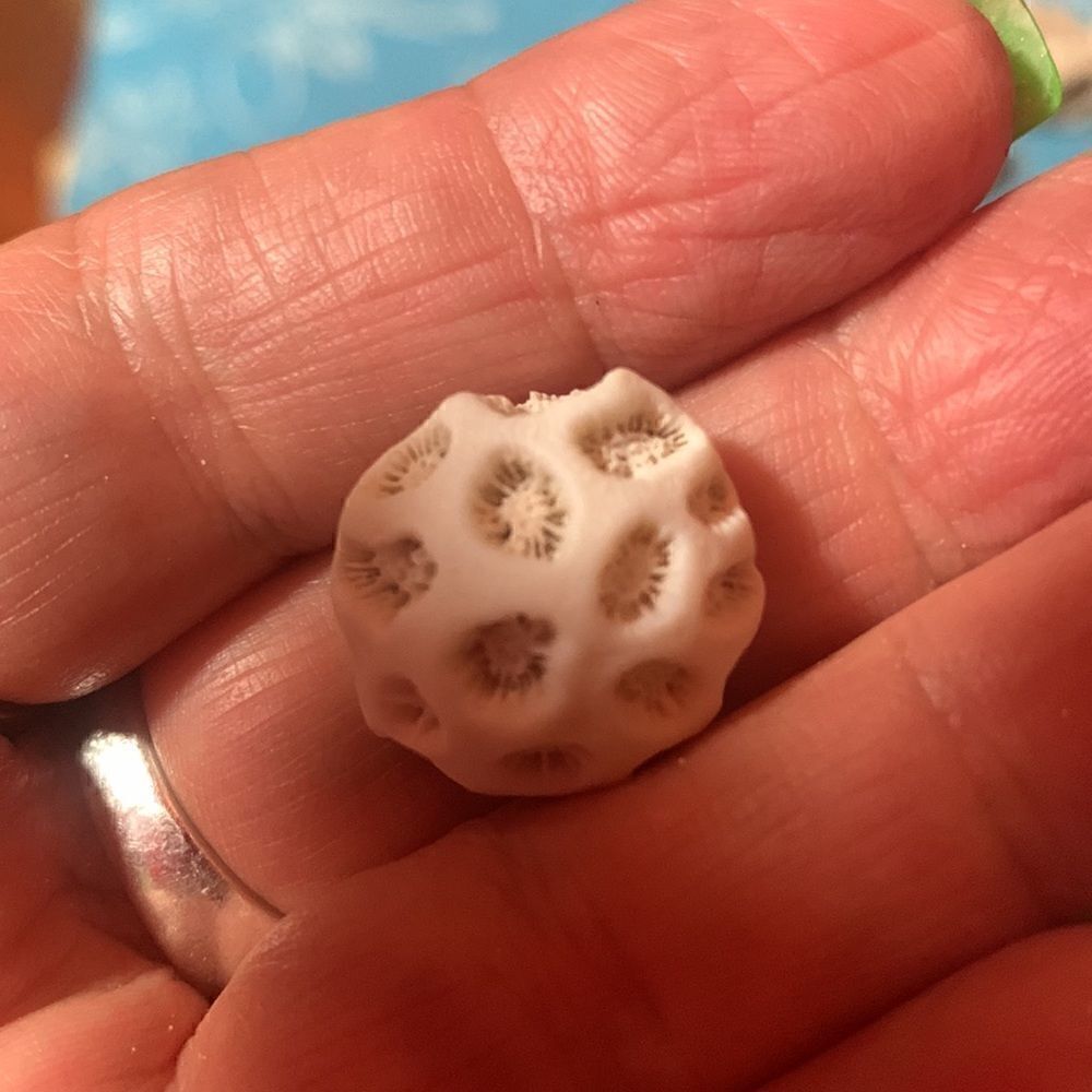 Bundle of Small Sea Shells From Bahamas - Picture 9 of 11